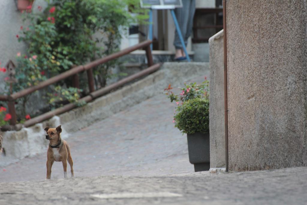 Locanda Genzianella Gargnano Bagian luar foto